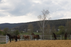 Wallachpaddock